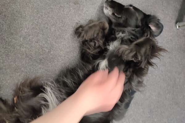 Ein schwarzer Hund liegt auf dem Rücken und wird am Bauch gestreichelt.